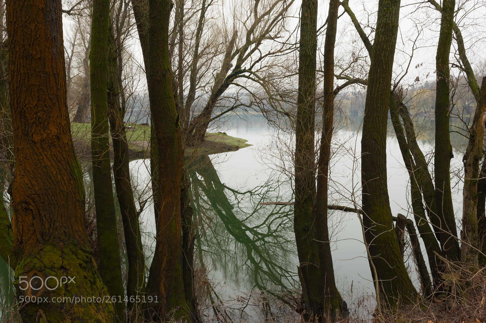 Nikon D7200 sample photo. Trees at lakeside photography