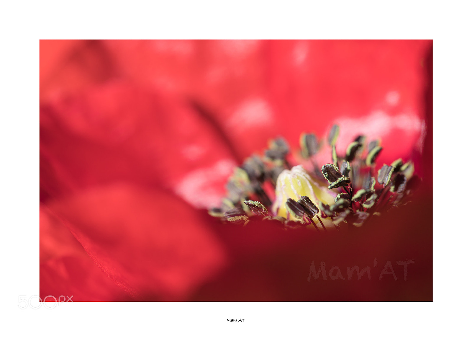 Canon EOS 6D Mark II sample photo. Red photography