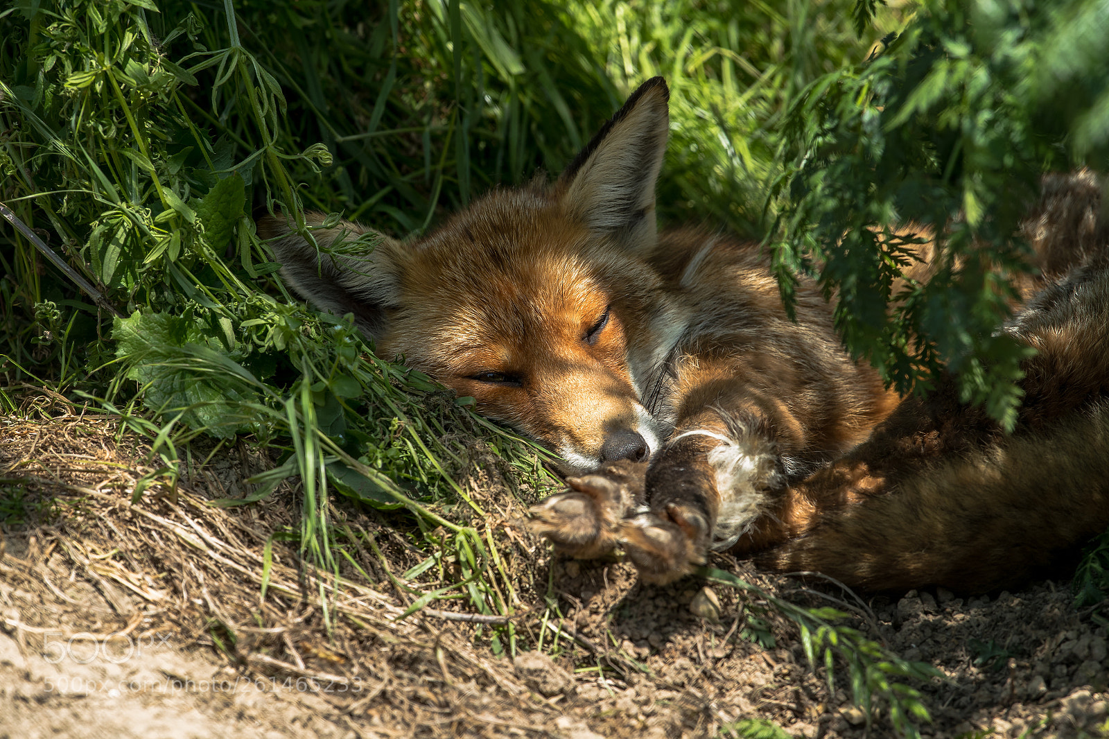 Canon EOS-1D X Mark II sample photo. Sleepy fox photography