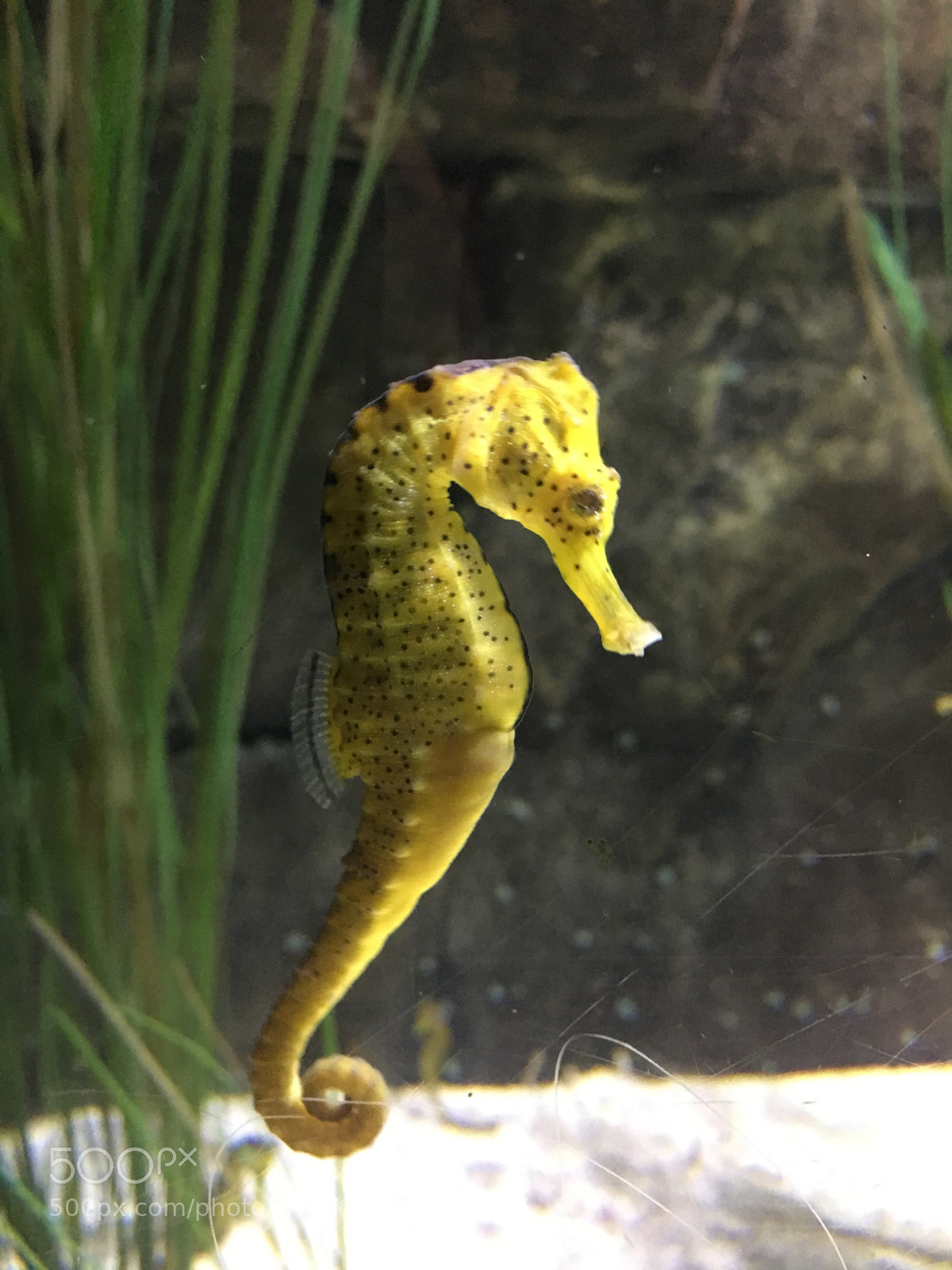 Apple iPhone 6s sample photo. Seahorse photography