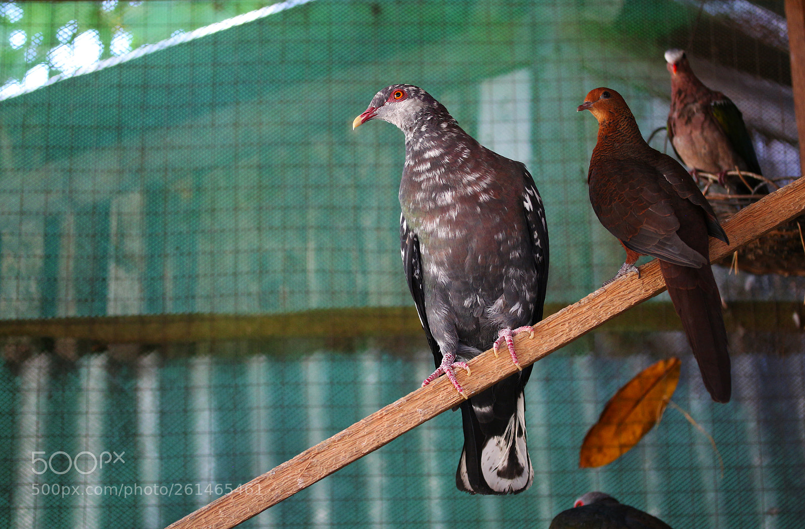 Canon EOS 700D (EOS Rebel T5i / EOS Kiss X7i) sample photo. Rare wild doves photography