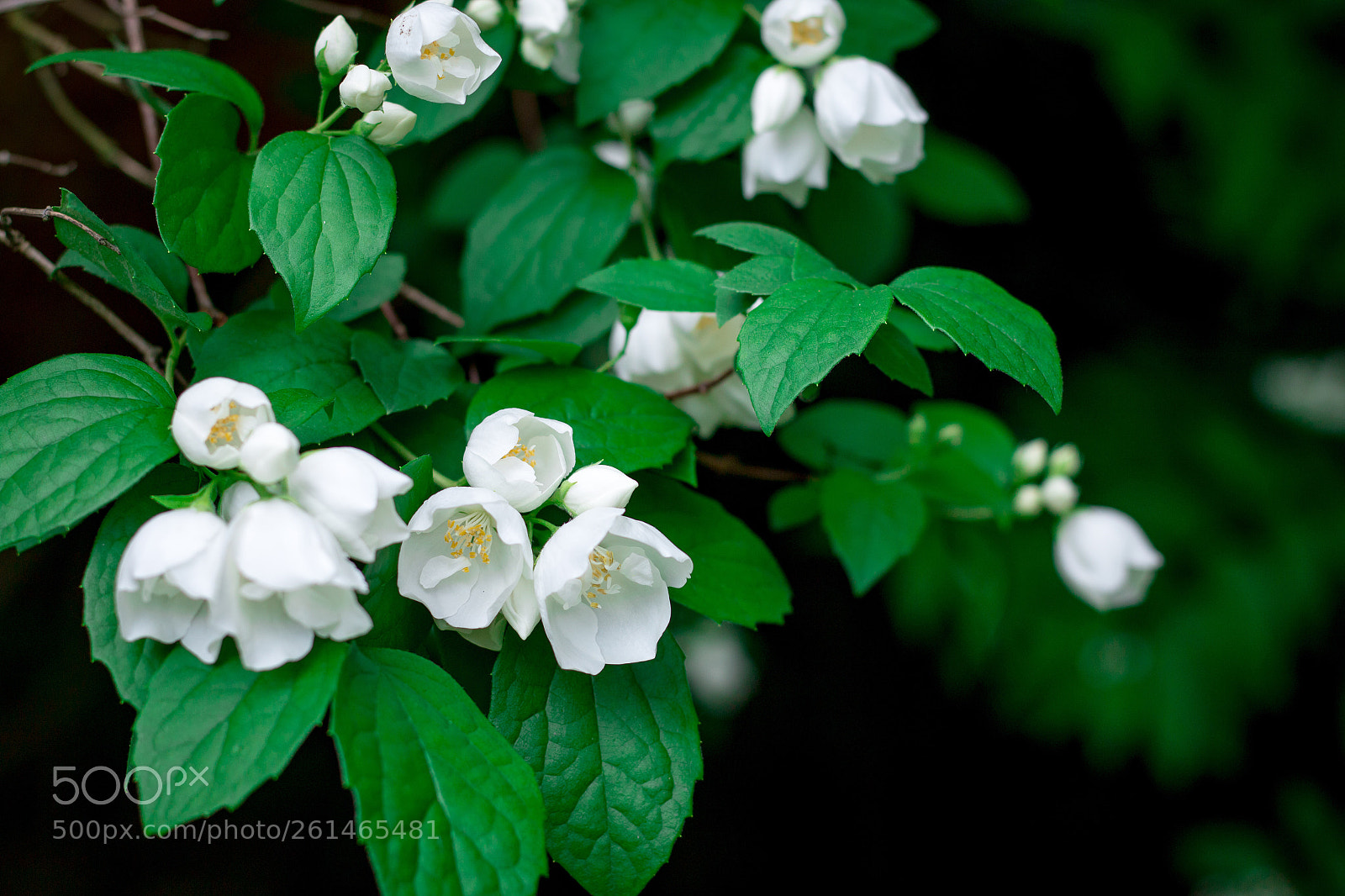 Canon EOS 70D sample photo. My garden  photography