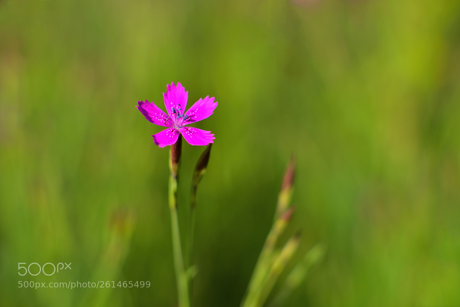 Nikon D800E sample photo. Very small flower photography
