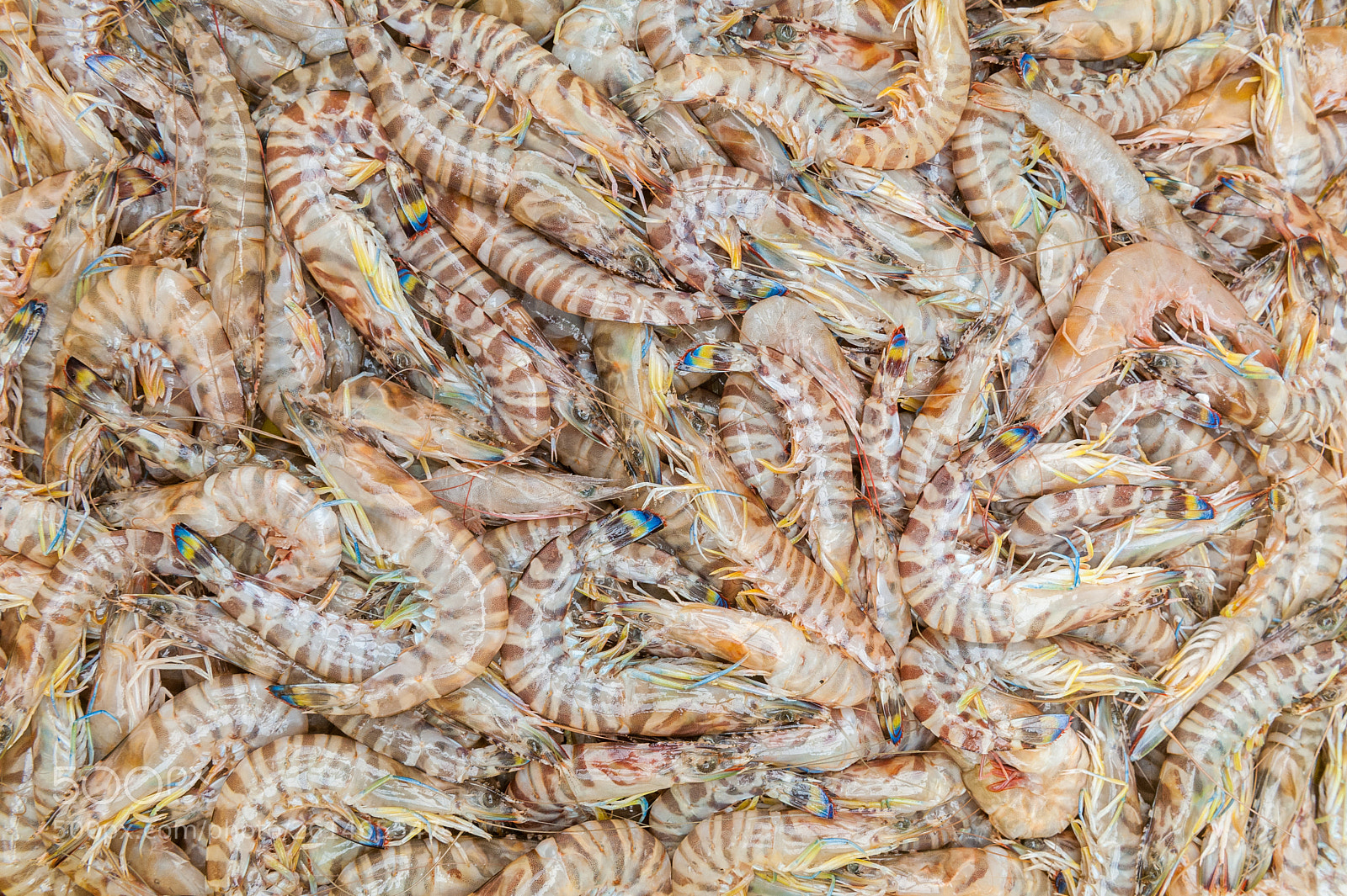 Nikon D700 sample photo. Seafood sold at the photography