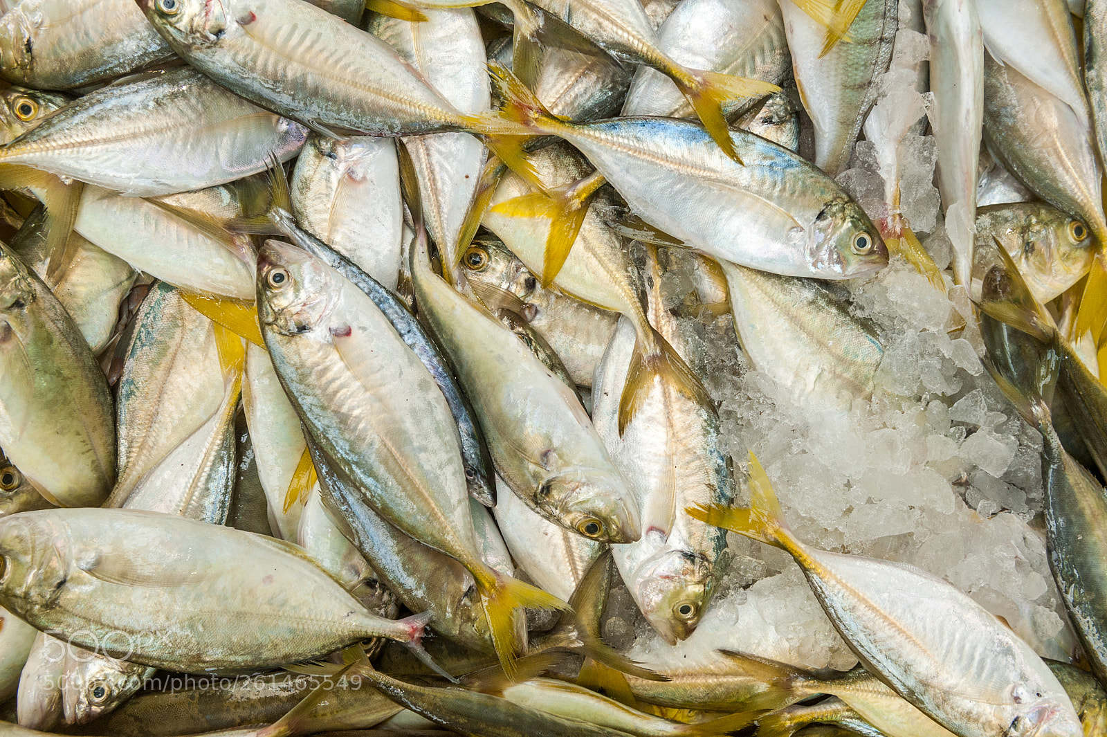 Nikon D700 sample photo. Seafood sold at the photography
