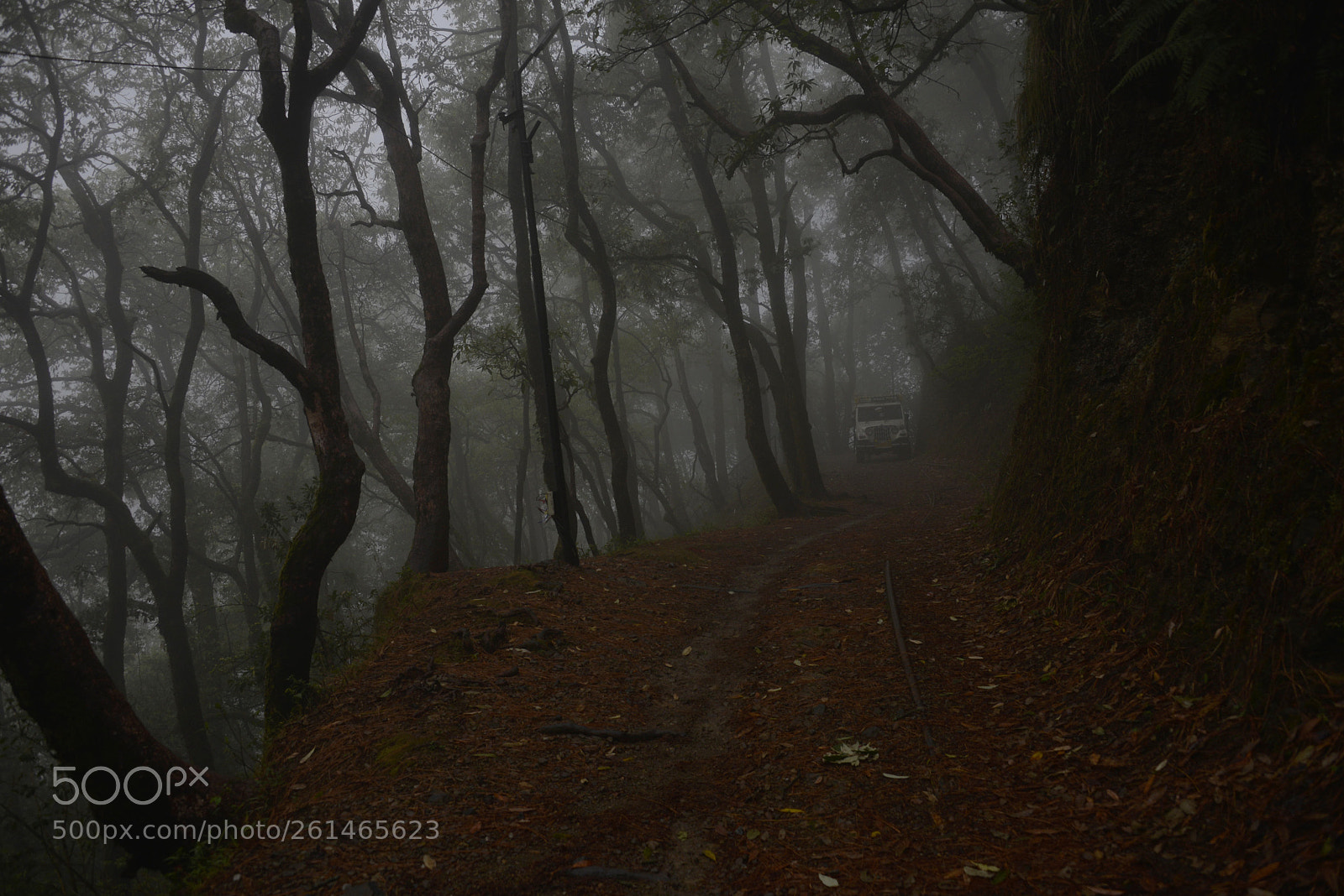 Nikon D610 sample photo. First mist photography
