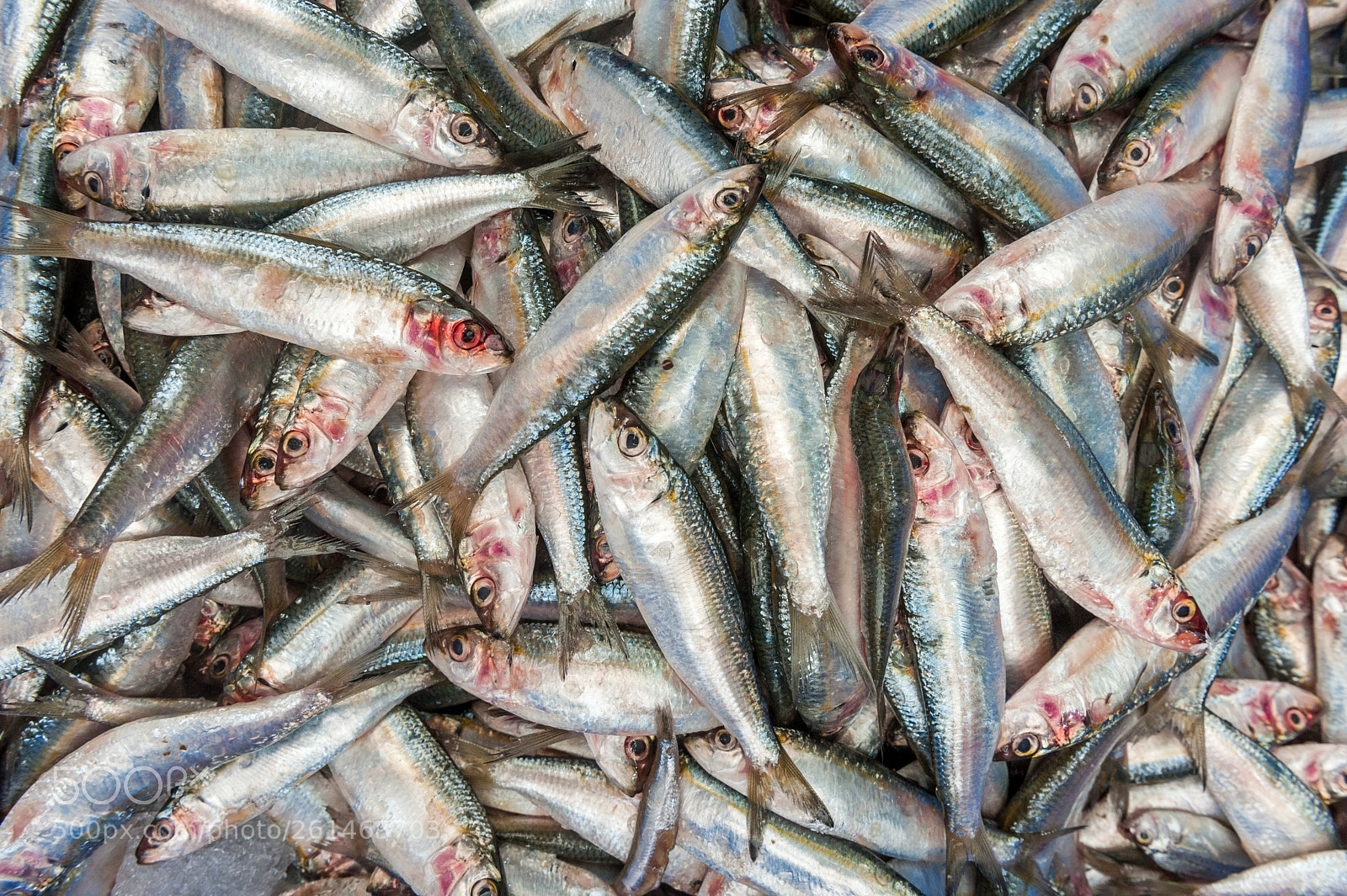 Nikon D700 sample photo. Seafood sold at the photography