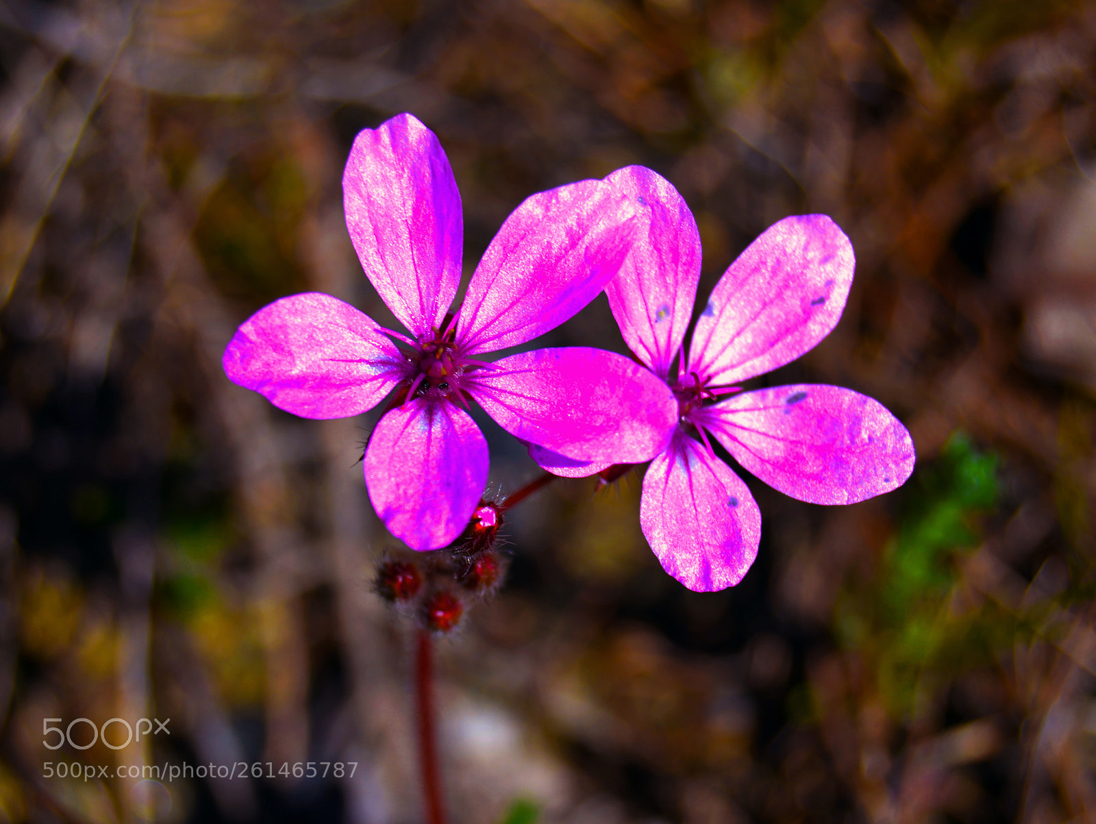 Nikon D3100 sample photo. Flores photography