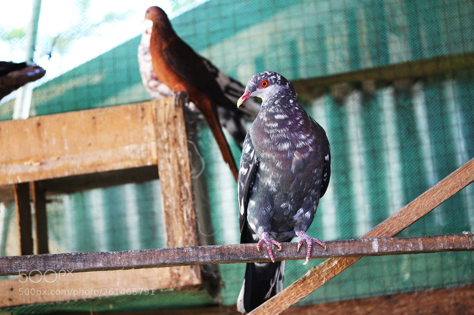Canon EOS 700D (EOS Rebel T5i / EOS Kiss X7i) sample photo. Rare wild doves photography