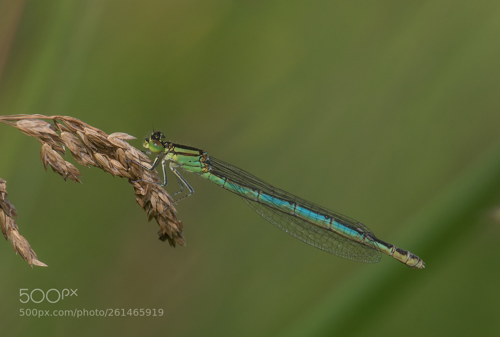 Canon EOS 70D sample photo. Damselfly photography