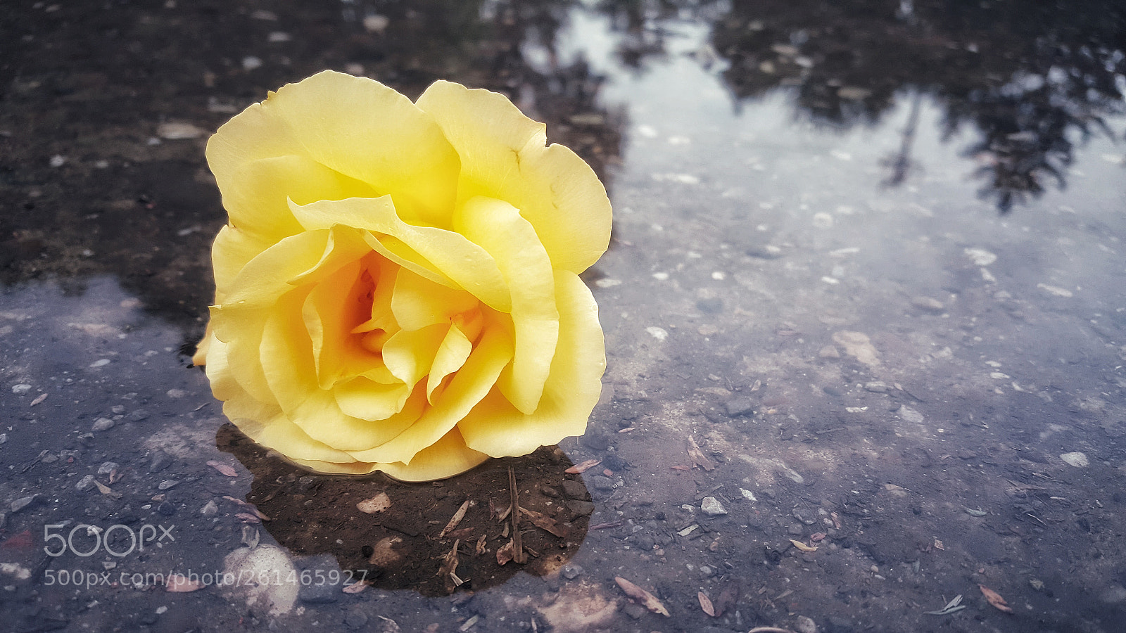 Samsung Galaxy Note5 sample photo. Yellow rose photography