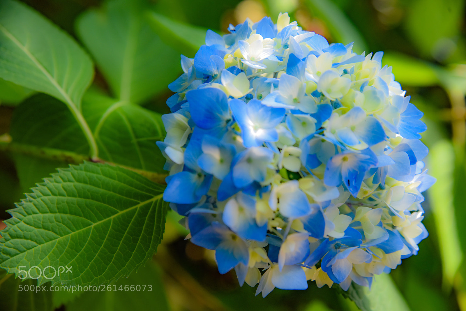 Nikon D810 sample photo. Blossom photography