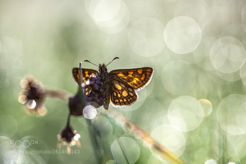 Canon EOS 5D Mark II sample photo. Chequered skipper in bubble photography