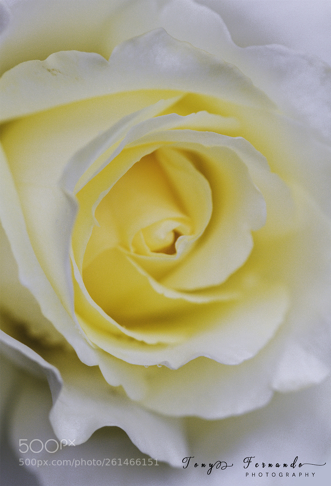 Canon EOS 7D sample photo. Rose photography