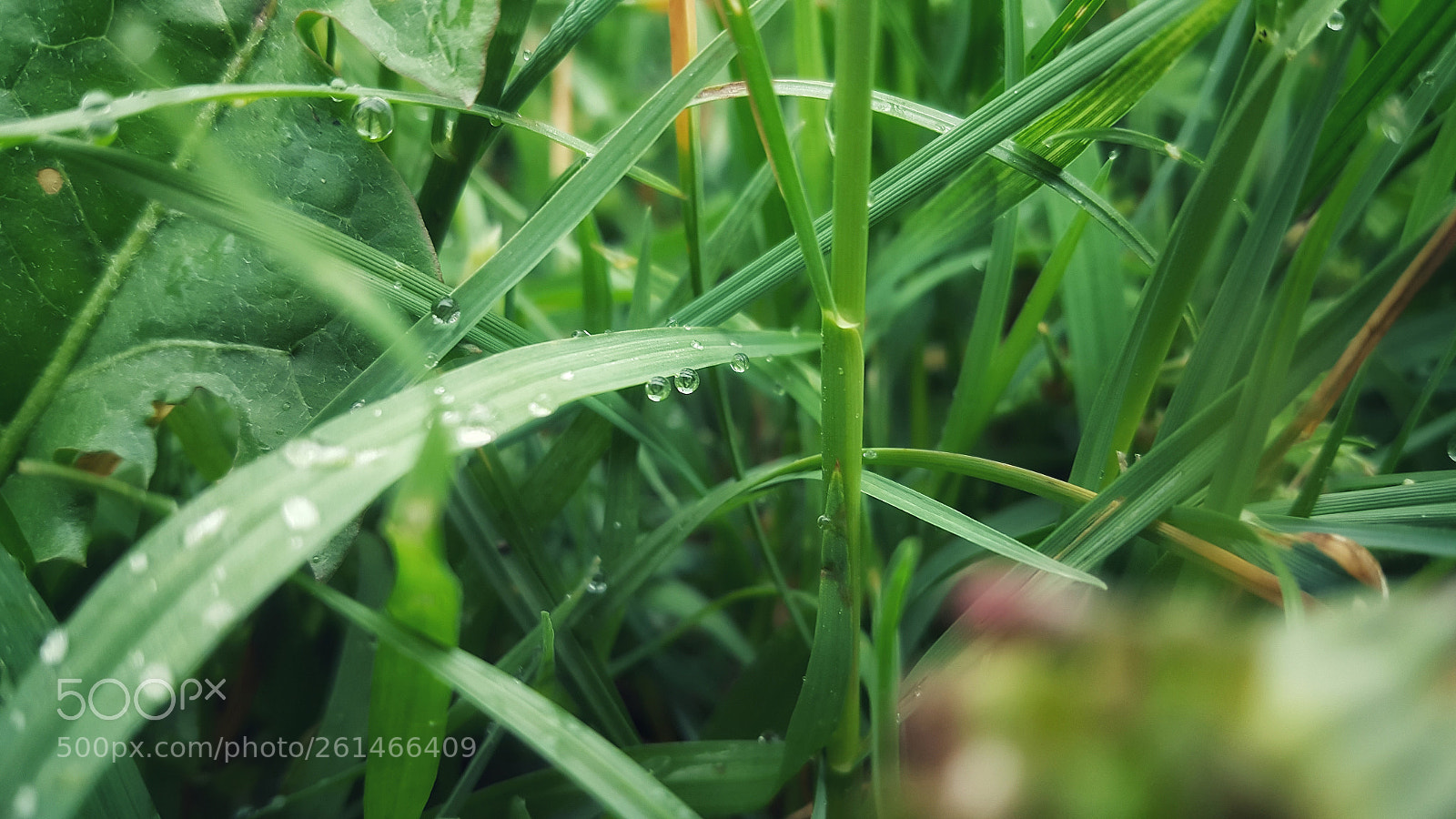 Samsung Galaxy Note5 sample photo. Rain drop photography