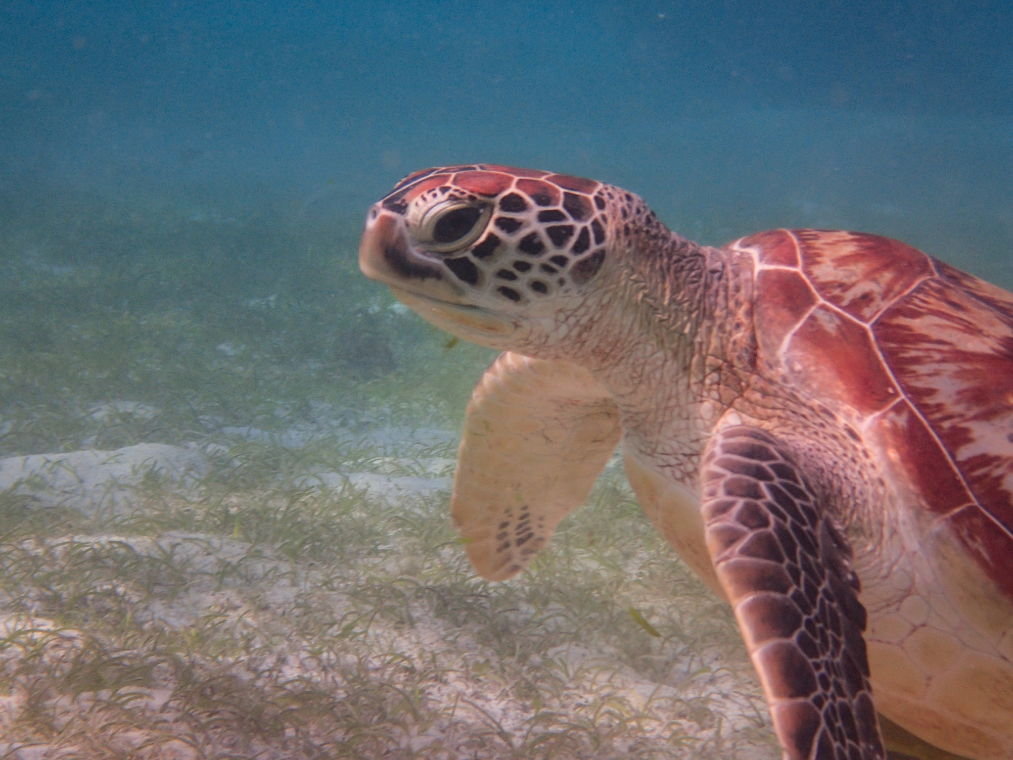Olympus TG-3 sample photo. Green sea turtle photography