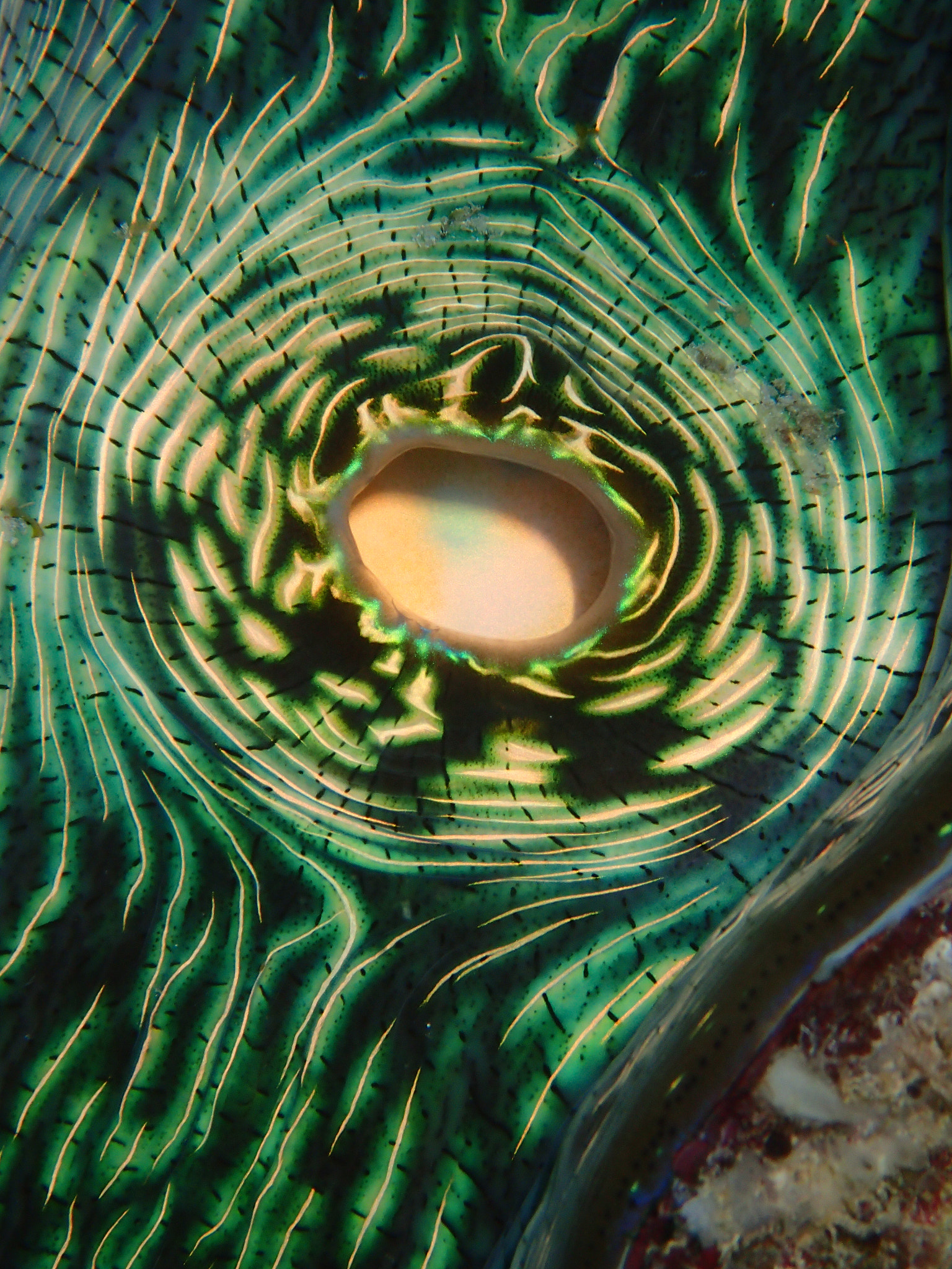 Olympus TG-3 sample photo. Interior of a giant clam photography