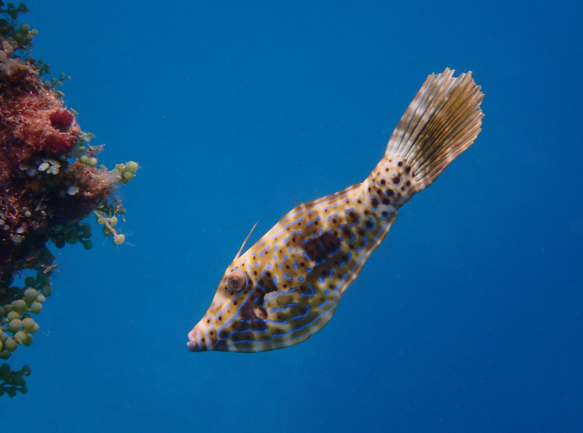 Olympus TG-3 sample photo. A juvenile file fish photography