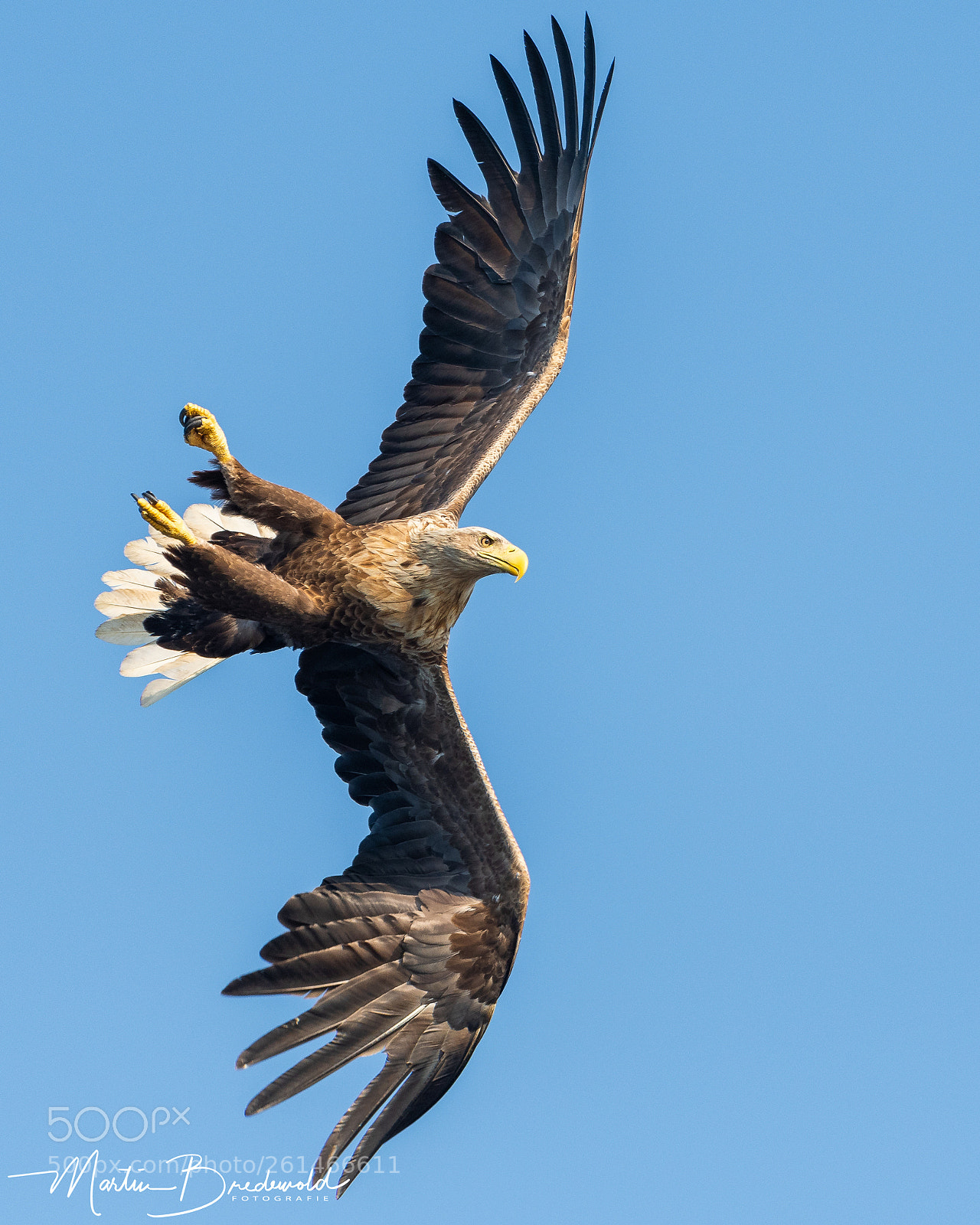 Nikon D500 sample photo. White tailed eagle photography