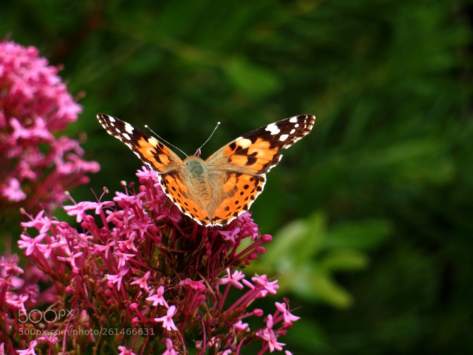 Nikon Coolpix S9900 sample photo. Butterfly () photography