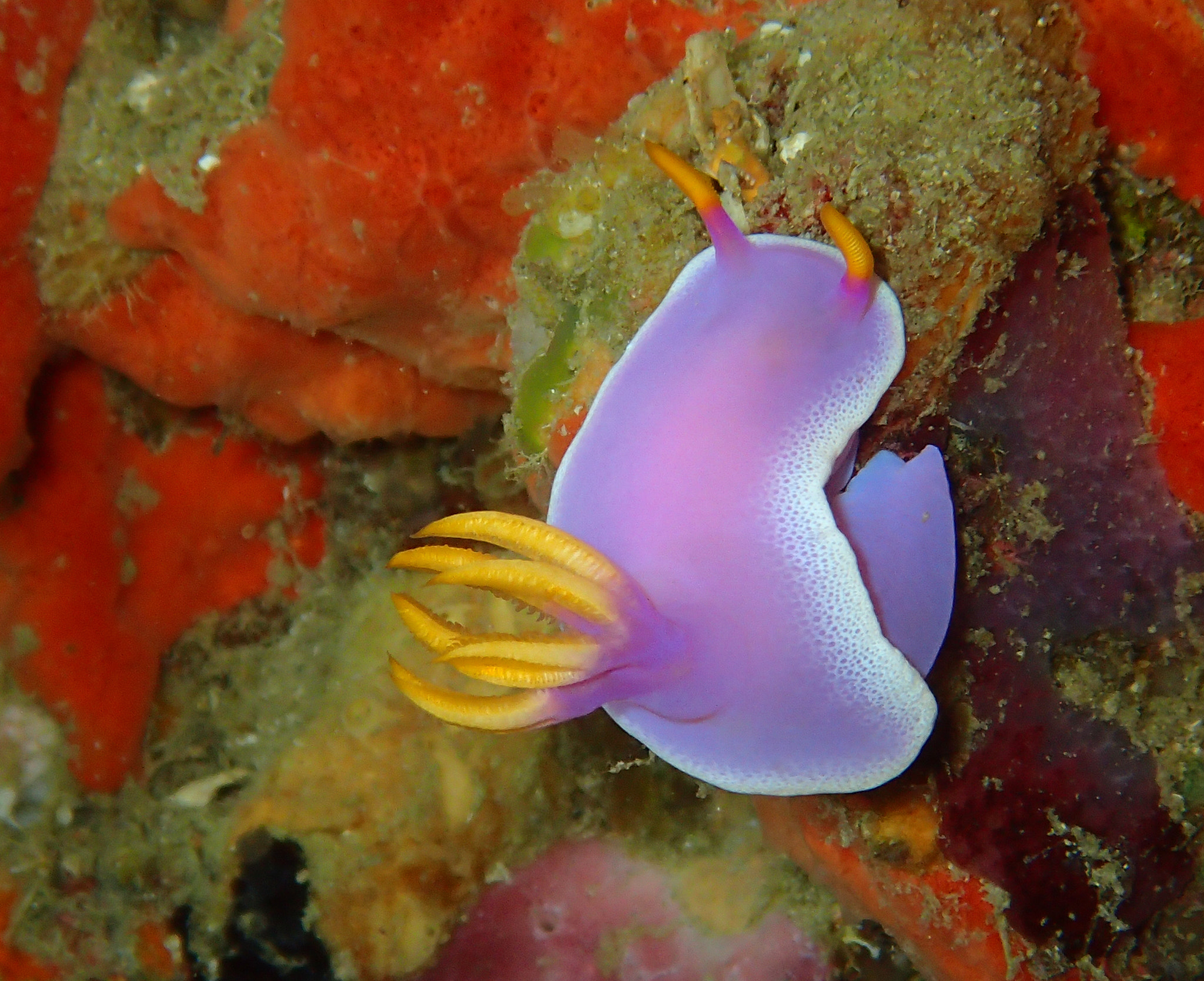 Olympus TG-3 sample photo. Sagaminopteron ornatum nudibranch photography