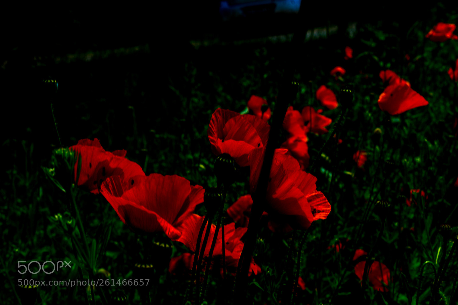 Sony a6000 sample photo. Mohn anders - mohn photography
