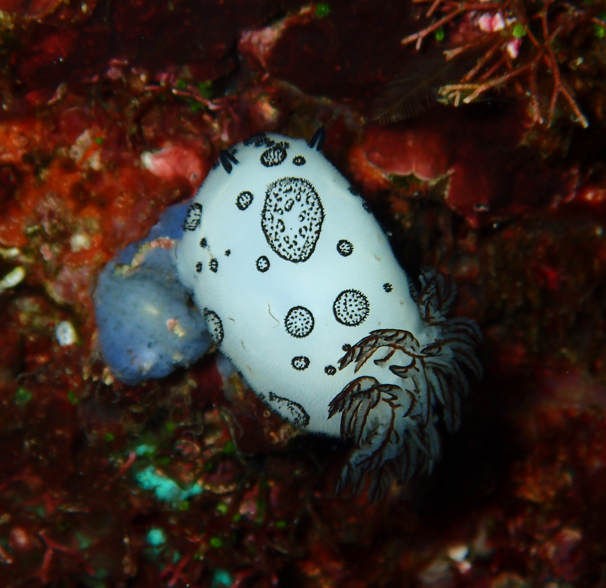 Olympus TG-3 sample photo. Jorunna funebris nudibranch photography