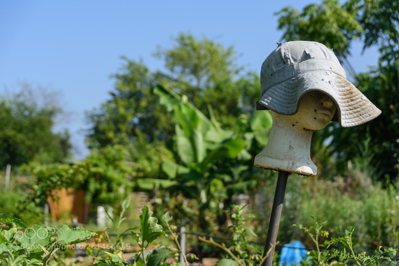 Nikon D7200 sample photo. Abstract scarecrow photography