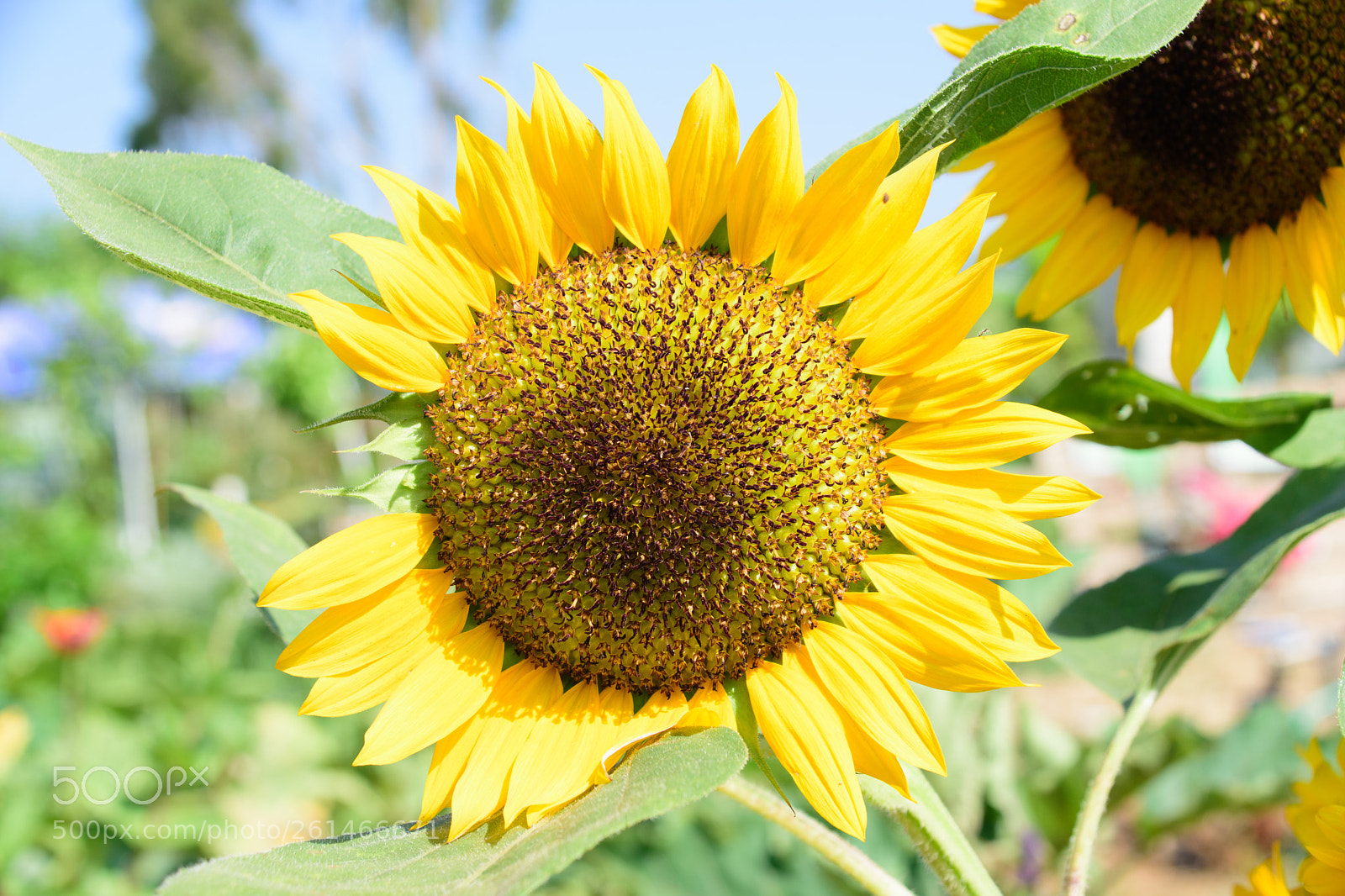 Nikon D7200 sample photo. Sunshine photography