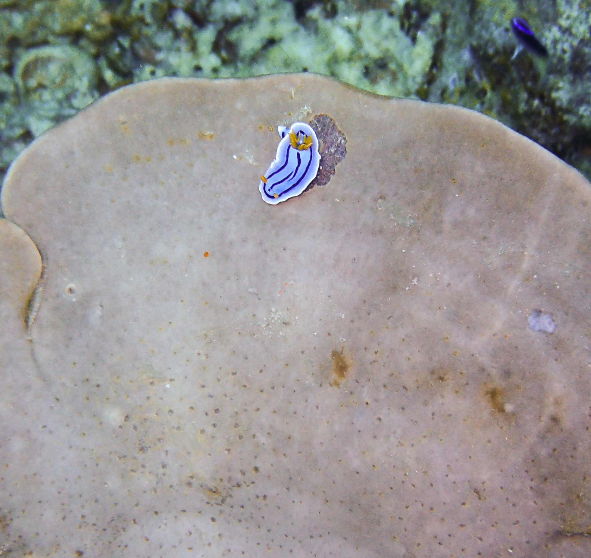 Olympus TG-3 sample photo. Chromodoris lochi nudibranch photography