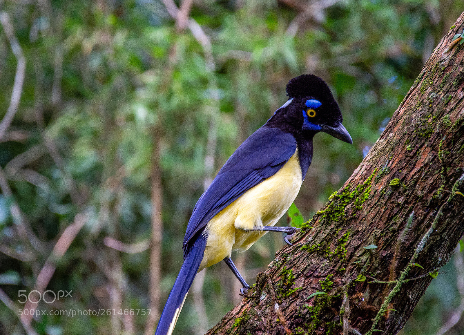 Nikon D7200 sample photo. Iguazu photography