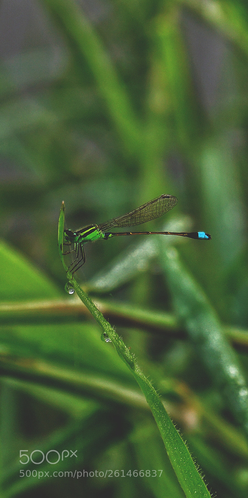 Sony SLT-A58 sample photo. Mesmerizing... photography