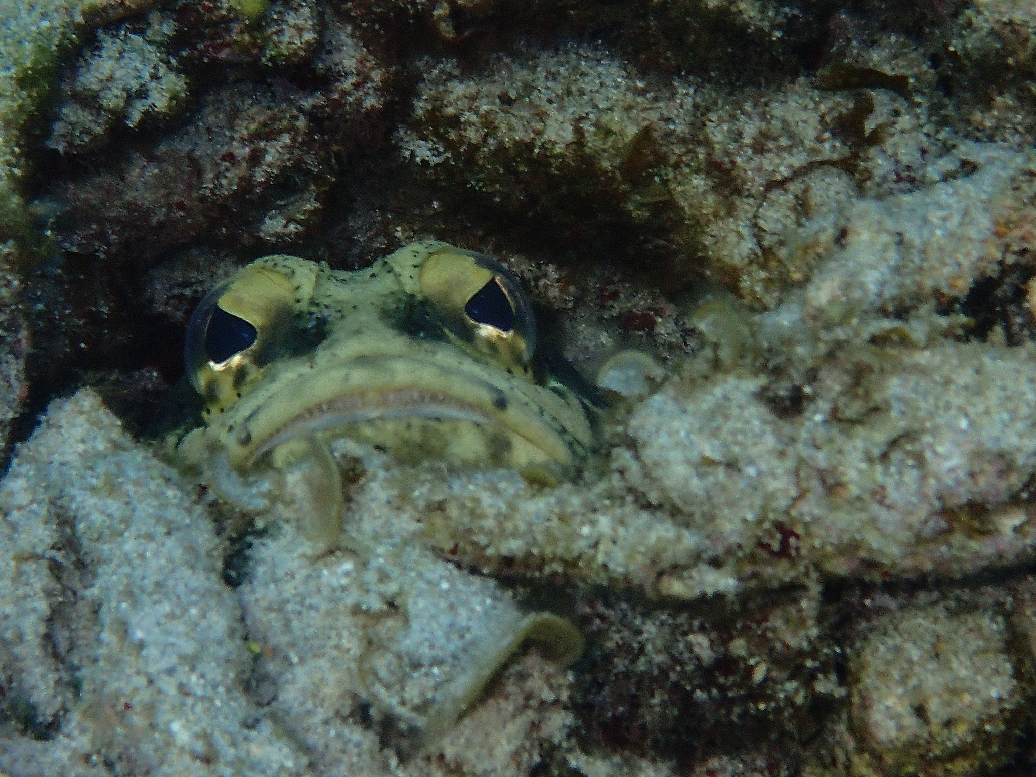 Olympus TG-3 sample photo. A jawfish photography