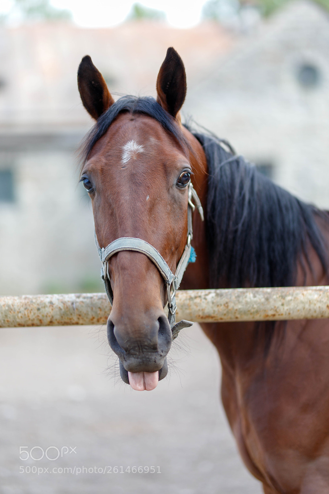 Canon EOS 6D Mark II sample photo. Horse portrait photography