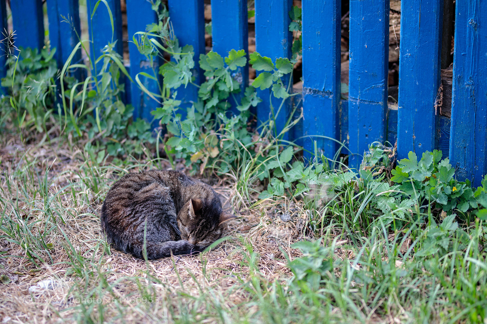 Canon EOS 6D Mark II sample photo. Sleeping cat photography