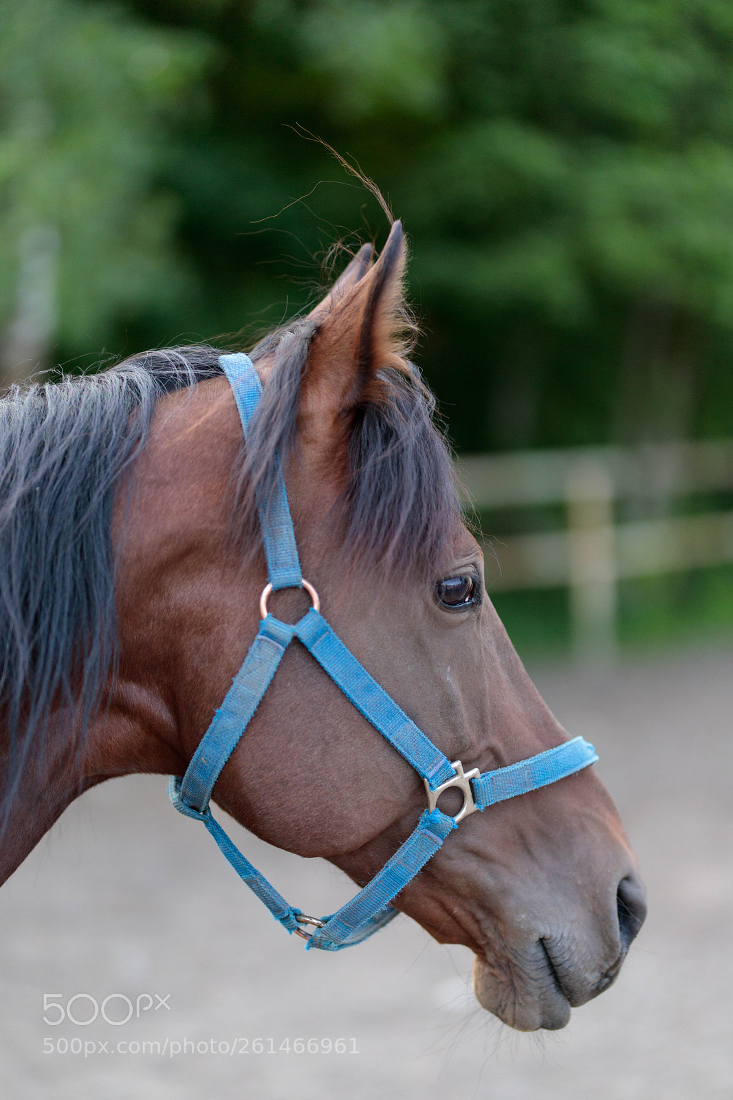 Canon EOS 6D Mark II sample photo. Horse portrait photography