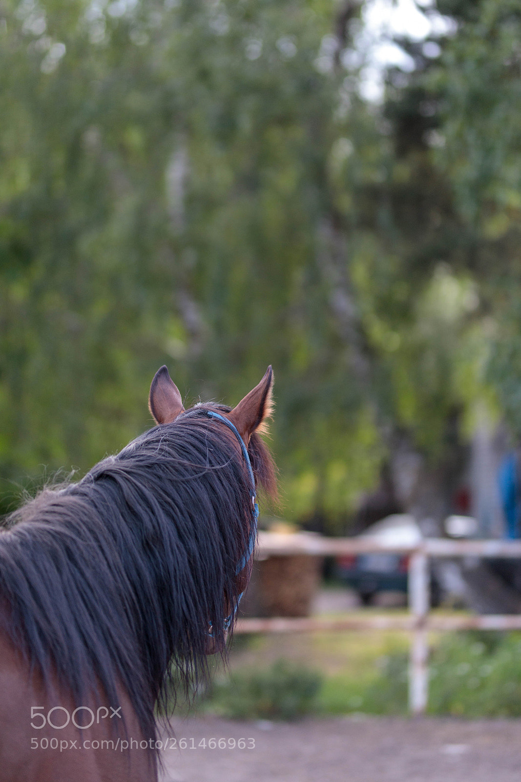 Canon EOS 6D Mark II sample photo. Horse portrait photography
