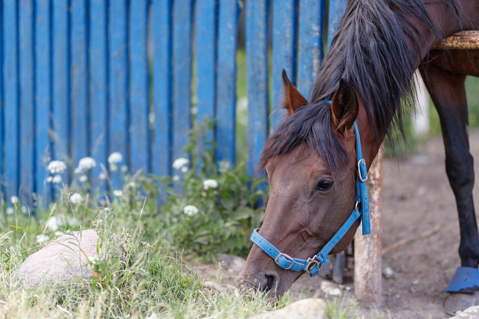 Canon EOS 6D Mark II sample photo. Horse portrait - cobalt photography