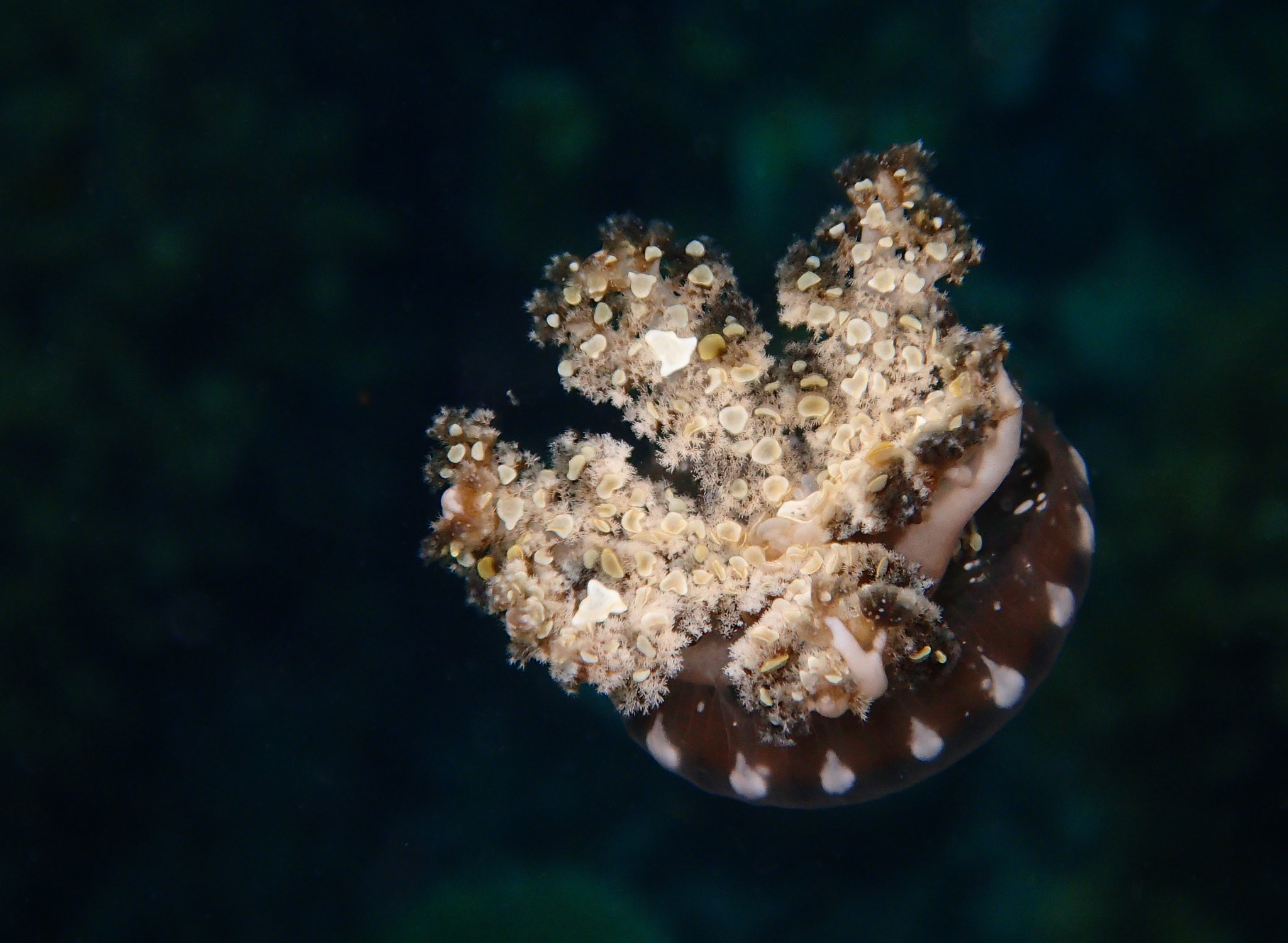 Olympus TG-3 sample photo. A tiny jellyfish photography