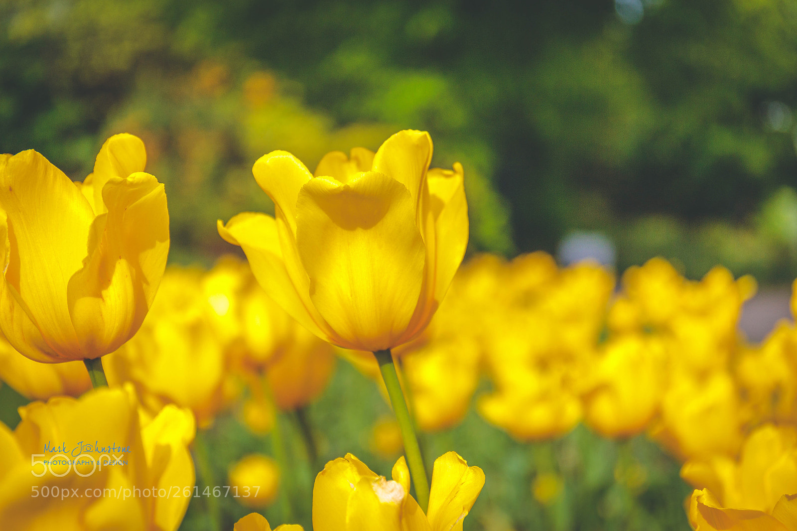 Canon EOS 6D sample photo. Yellow summer  photography