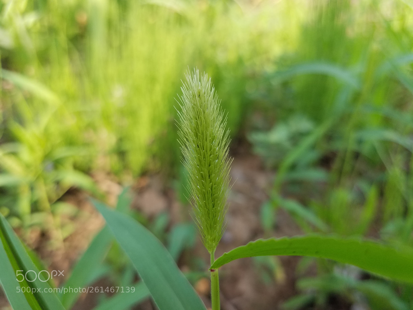 Samsung Galaxy S7 Edge sample photo. Hana photography