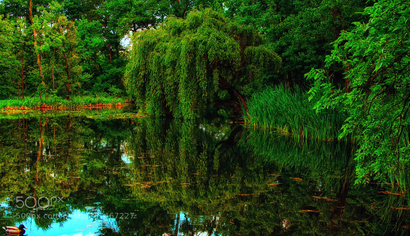 Sony SLT-A77 sample photo. Sad willow on lakeside photography
