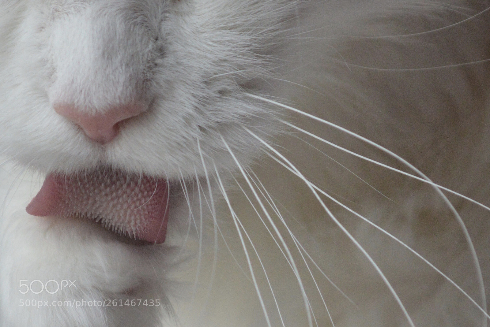 Nikon D3200 sample photo. Maine coon photography