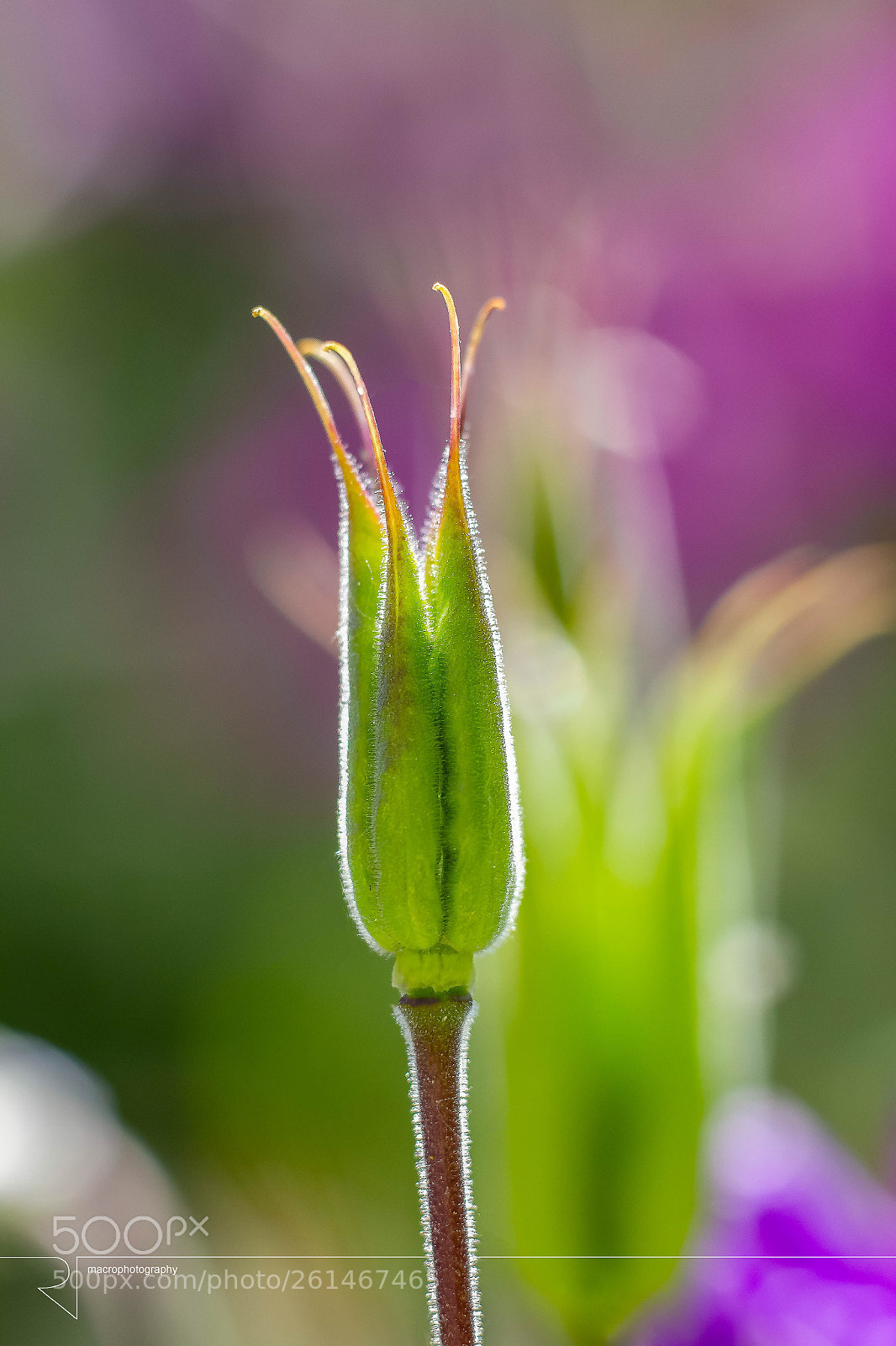 Canon EOS 7D sample photo. Crown of nature  photography