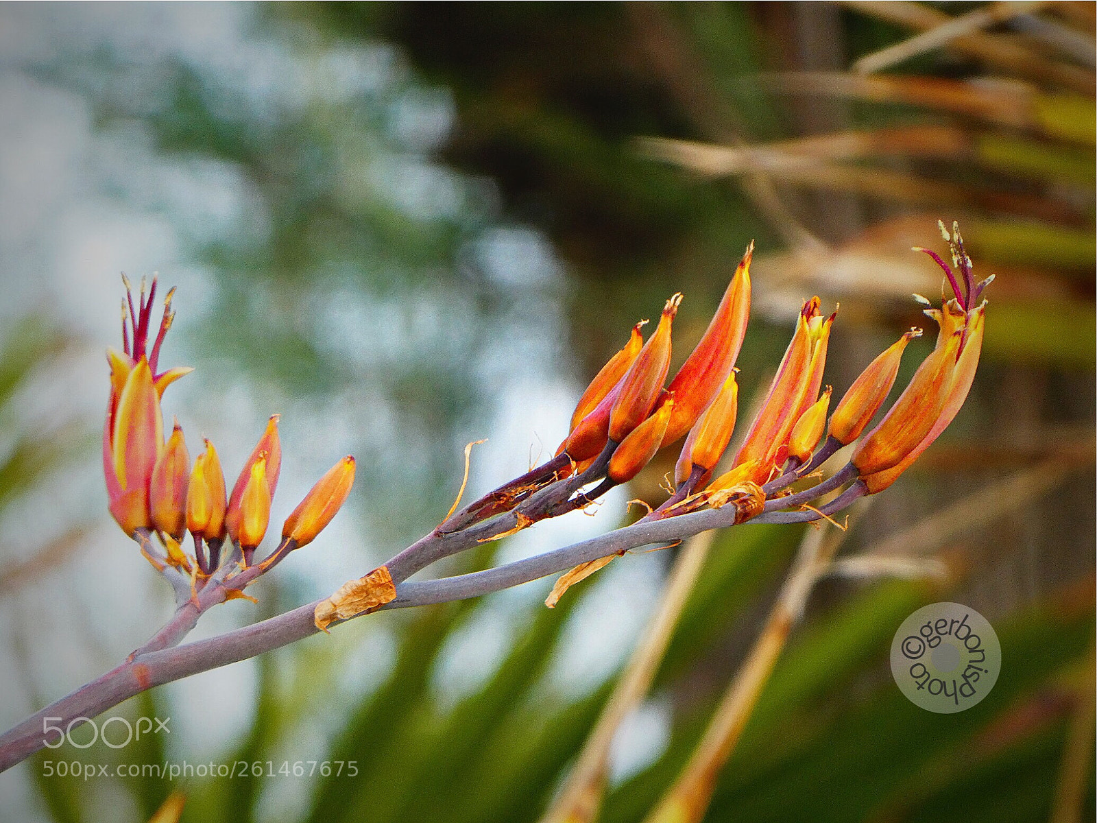 Panasonic Lumix DC-ZS70 (Lumix DC-TZ90) sample photo. Phormium tenax ...... photography