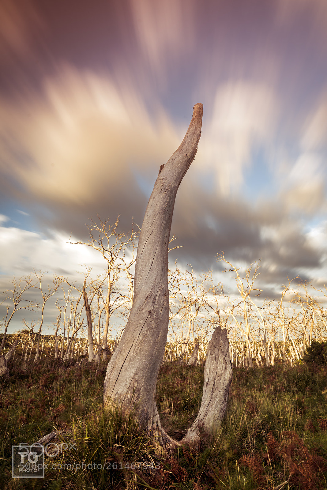 Nikon D750 sample photo. Cape otway stump photography
