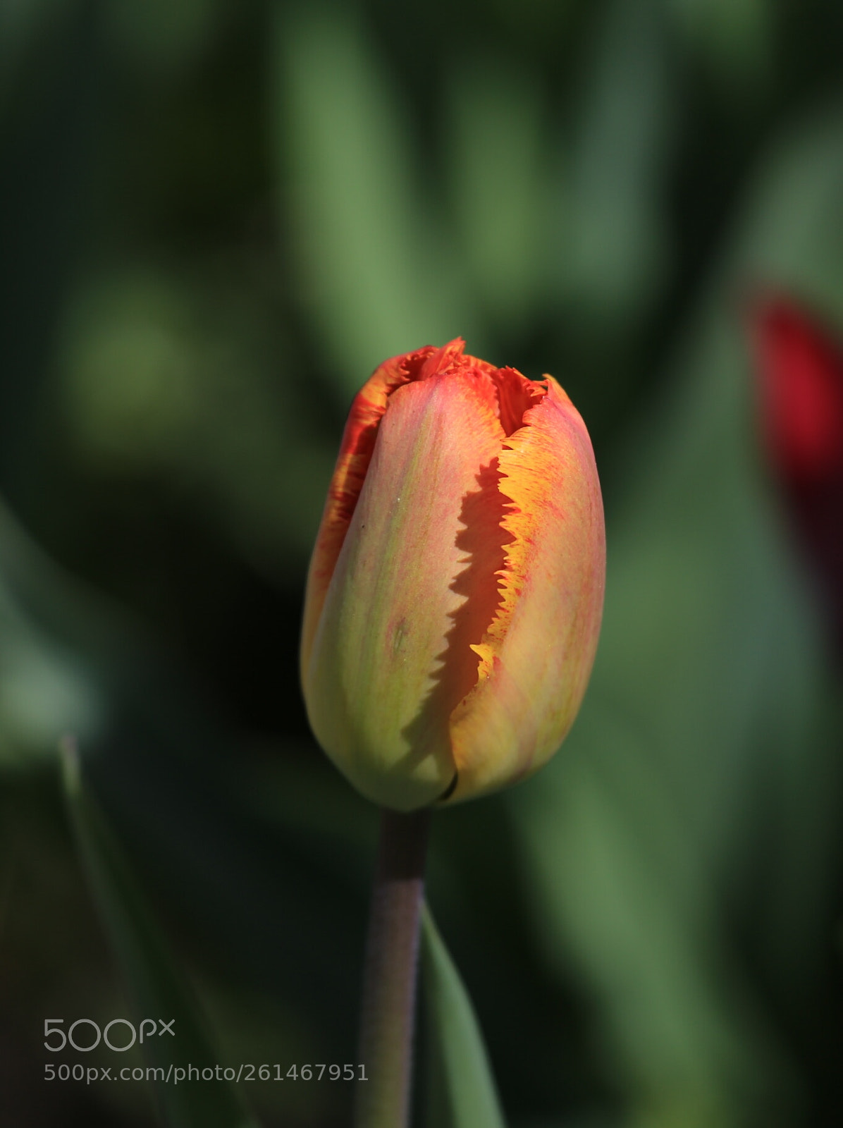 Canon EOS 6D sample photo. Untitled photography