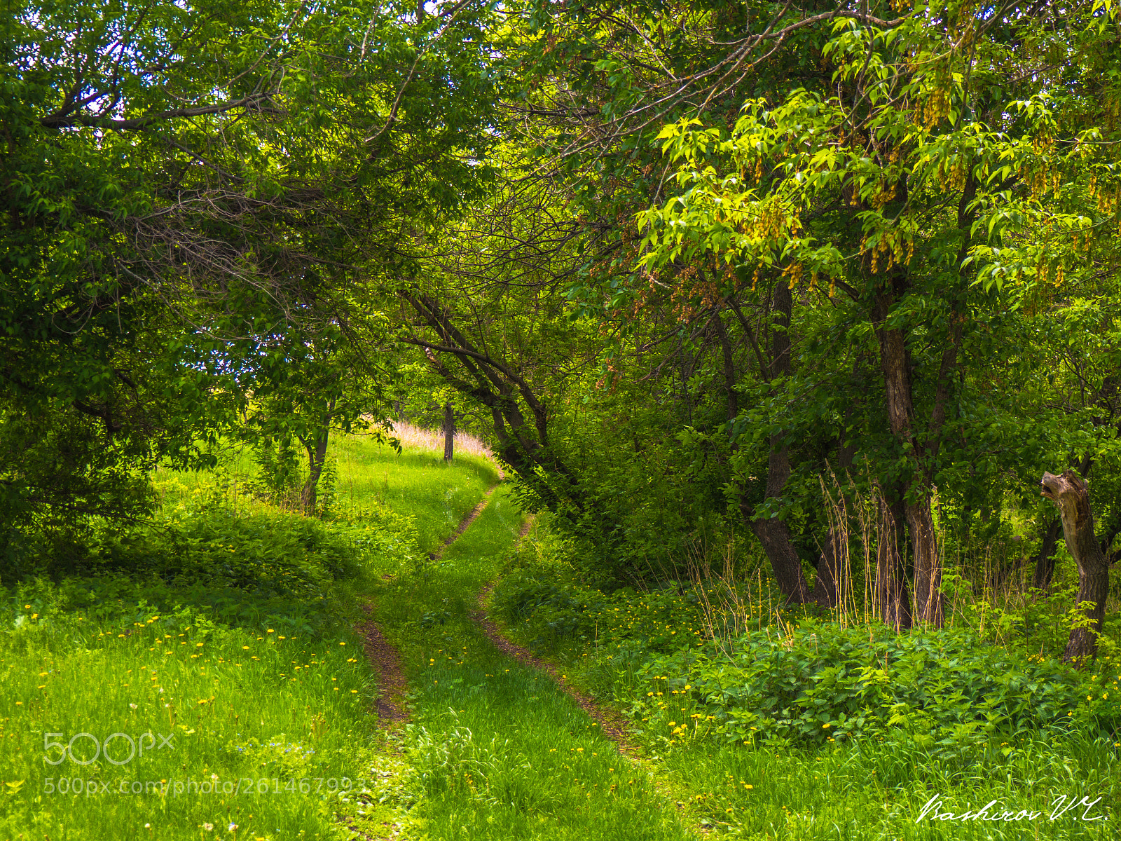 Olympus OM-D E-M10 II sample photo. Way in forest photography