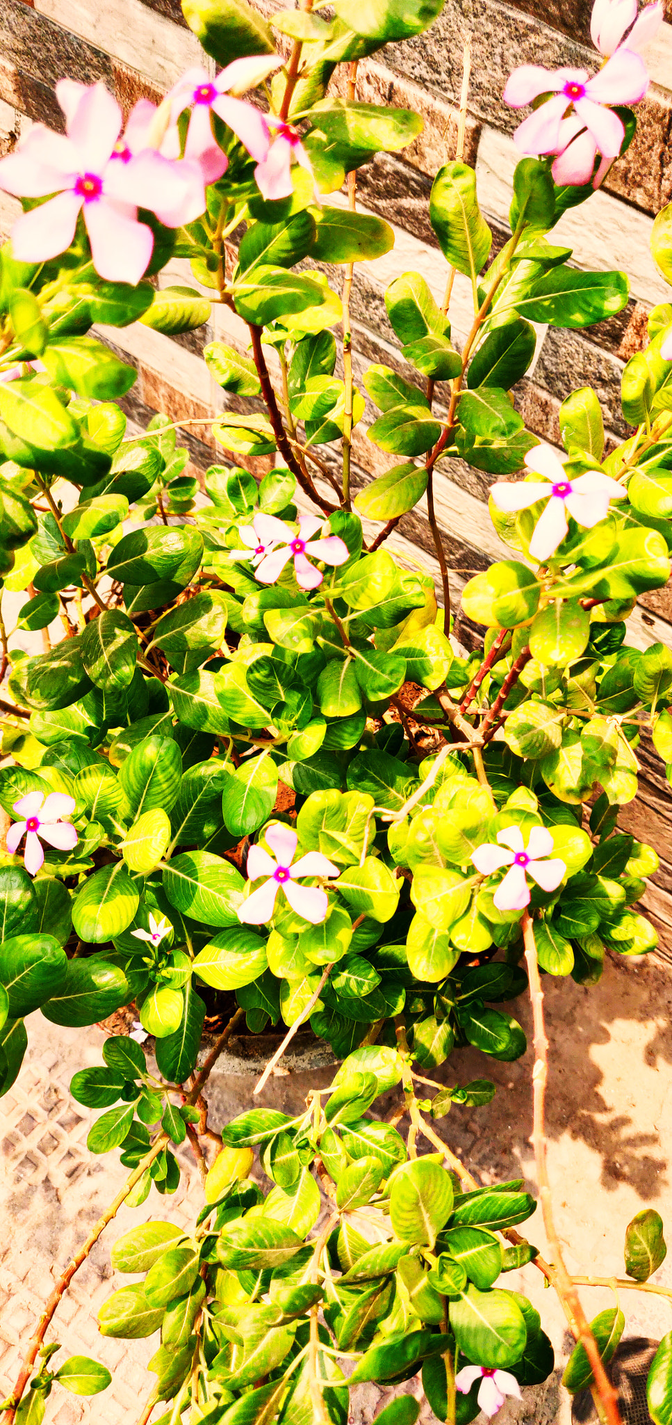 OnePlus A6000 sample photo