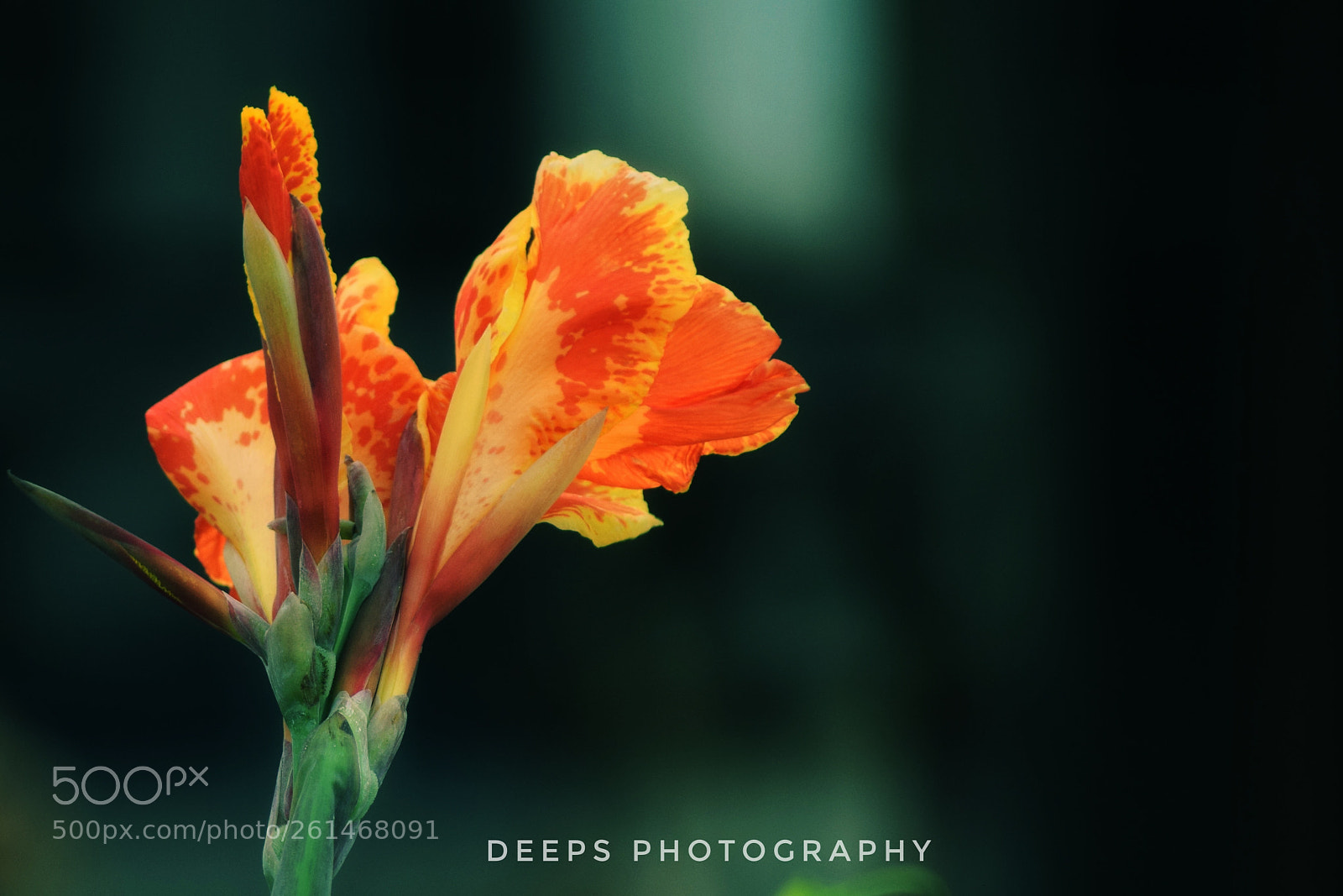 Nikon D3300 sample photo. Blossom's photography
